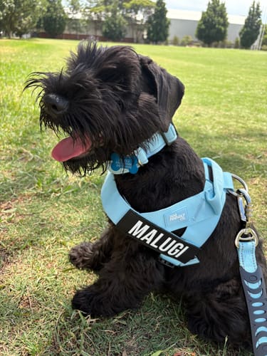 Customer photo review of Walk Essentials