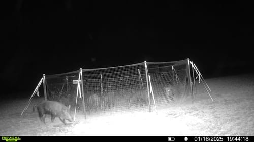 Customer photo review of Pig Brig Trap System