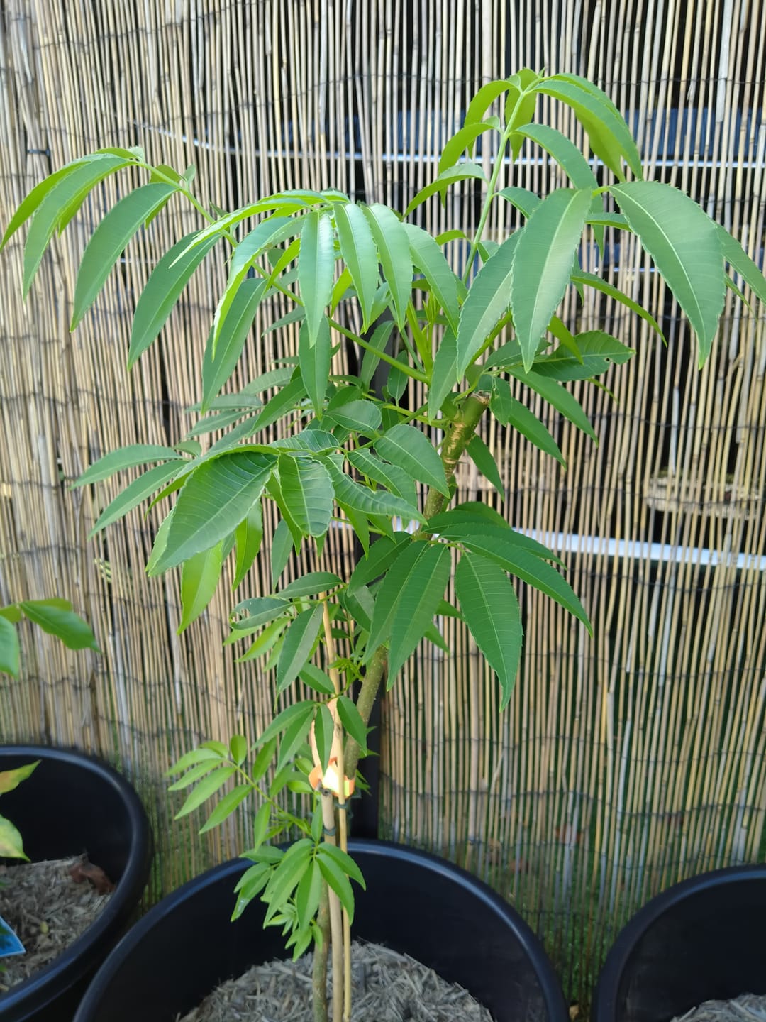 Customer photo review of Hog Plum / Ambarella