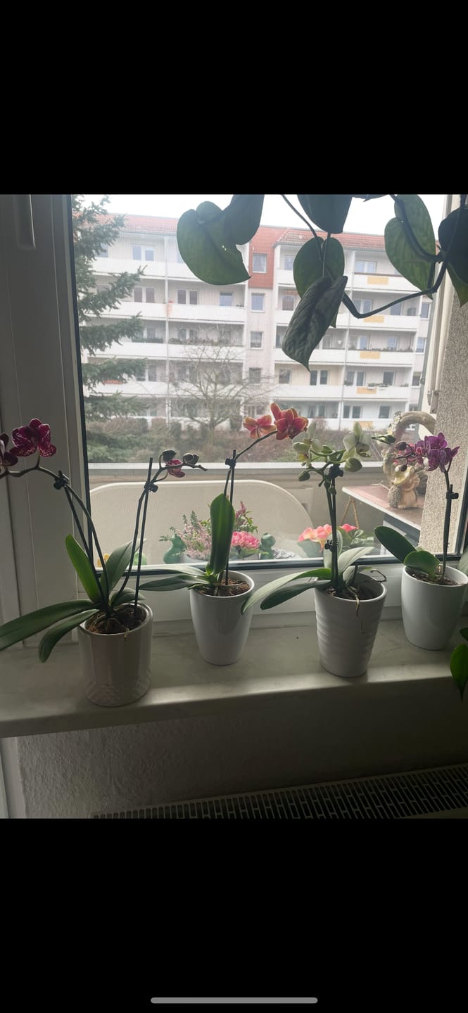 Customer photo review of Table Dance Farbmix im 6er Set mit 1 Rispe