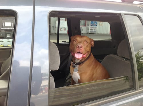 Customer photo review of Petsmont Buddy Guard Large Dog