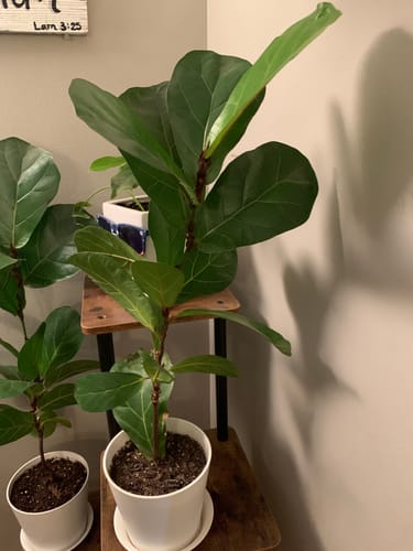 Customer photo review of Plant Food