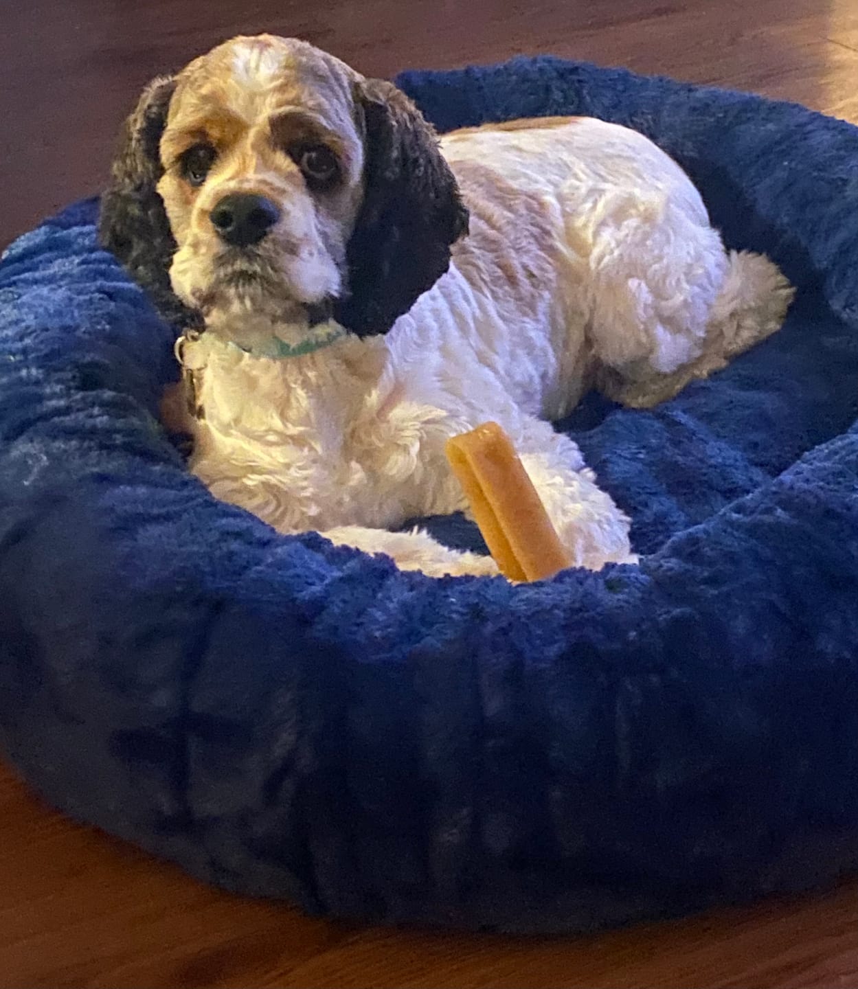 Customer photo review of Himalayan Yak Chew (LARGE)