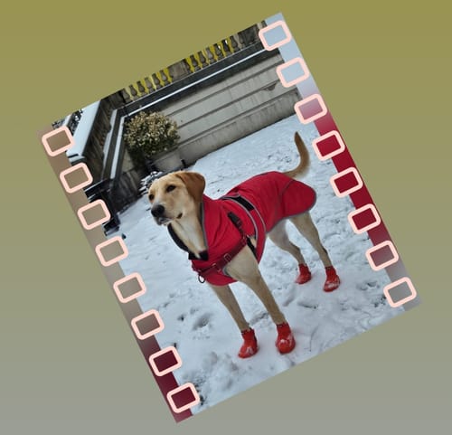 Customer photo review of WagWellies® by wagwear