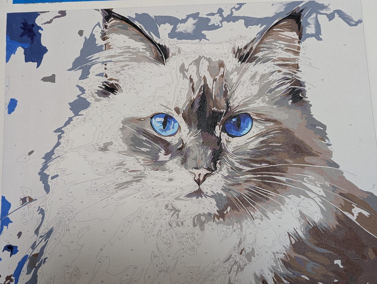 Customer photo review of Birman Cat No 2