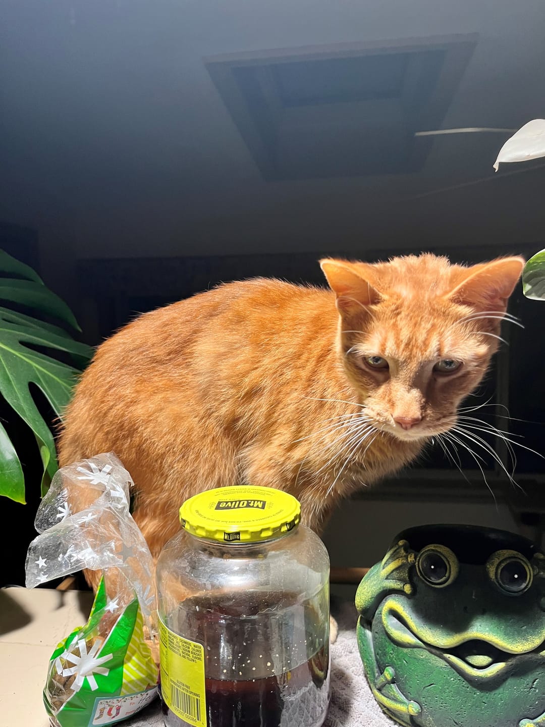 Customer photo review of Cat Weight Gain + Hyperthyroidism Support Remedy