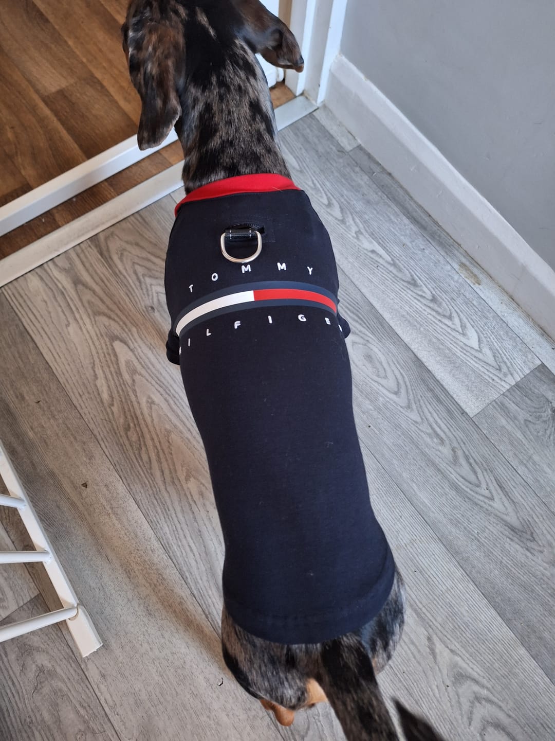 Customer photo review of Tommy Hilfiger Dog Classic Logo Print Tee