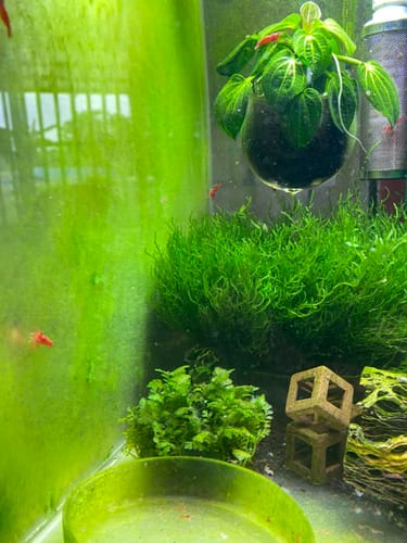 Customer photo review of Flame Moss on Stainless Steel