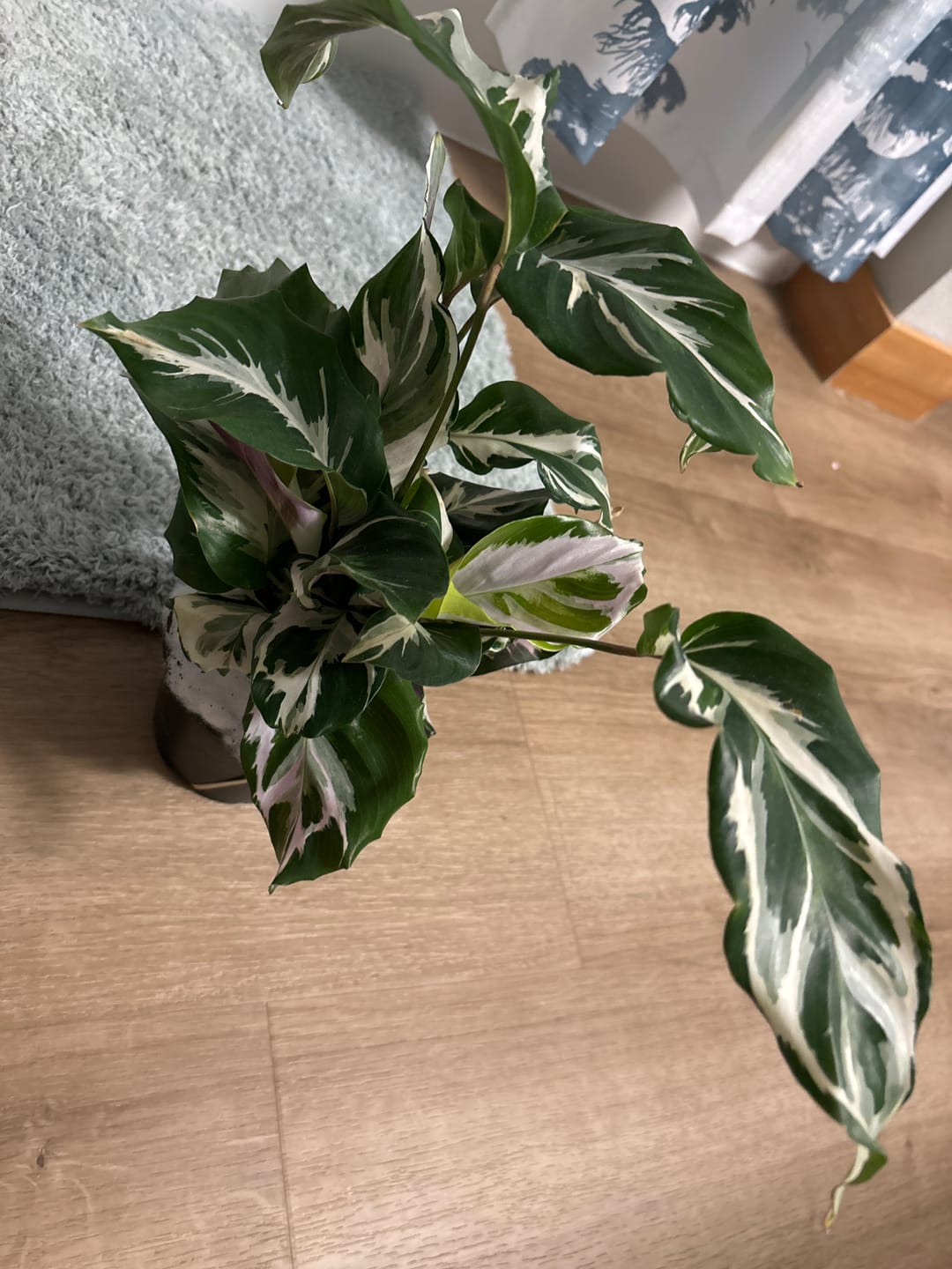 Customer photo review of Calathea 'Stella'