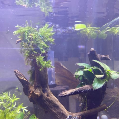Customer photo review of Phoenix Moss (Fissidens Fontanus)