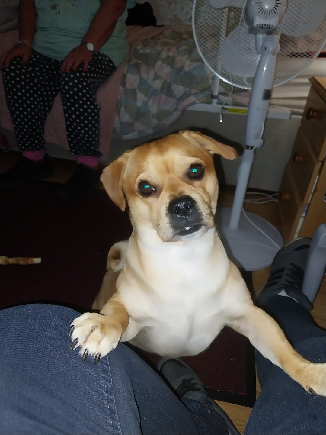 Customer photo review of MultiProtein Dry Puppy Food