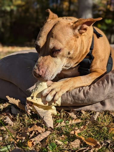 Customer photo review of Cow Ears For Dogs