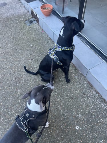 Customer photo review of Comfort Premium Harness | Non Restrictive - Lightning