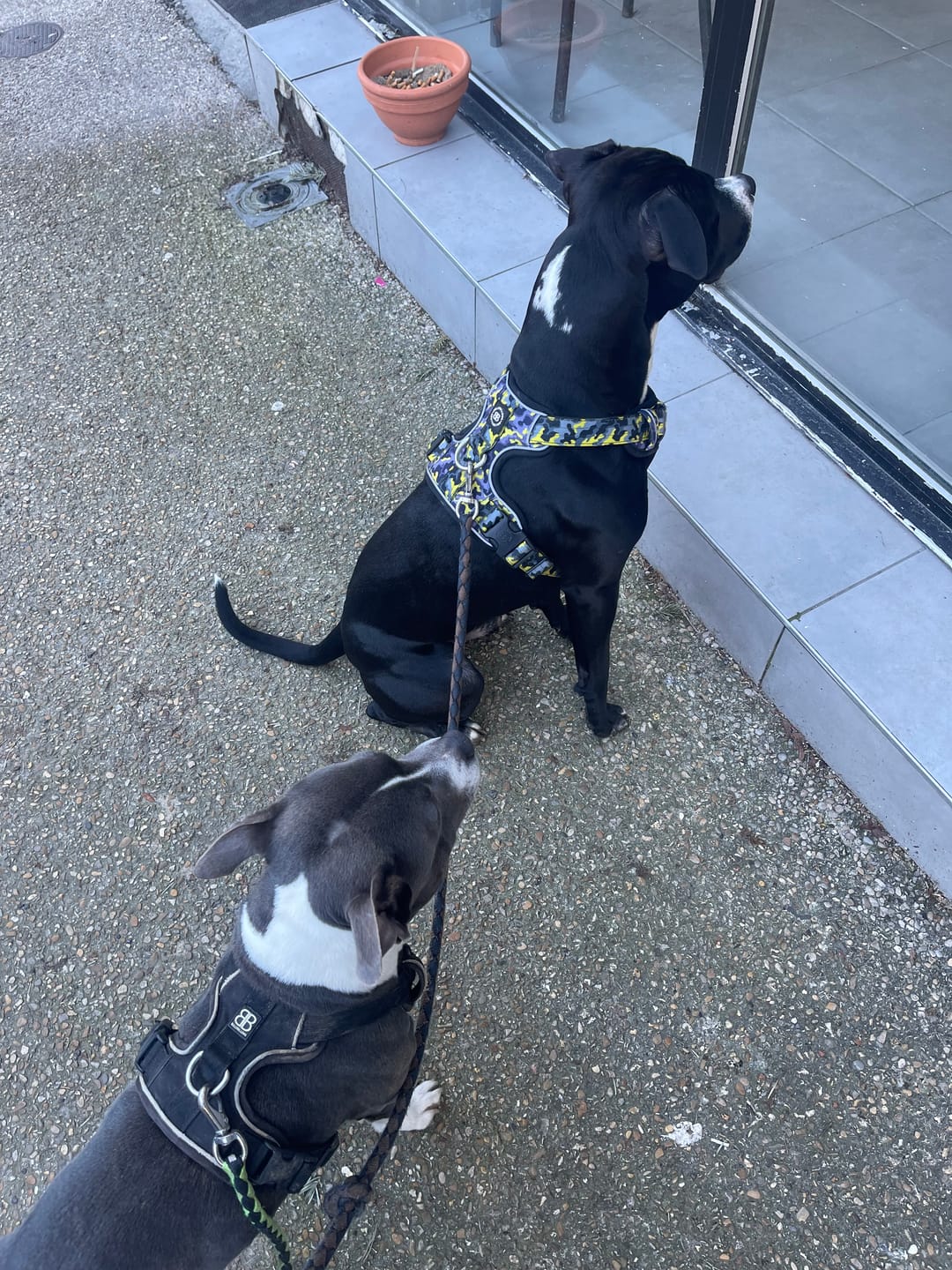 Customer photo review of Comfort Premium Harness | Non Restrictive - Lightning