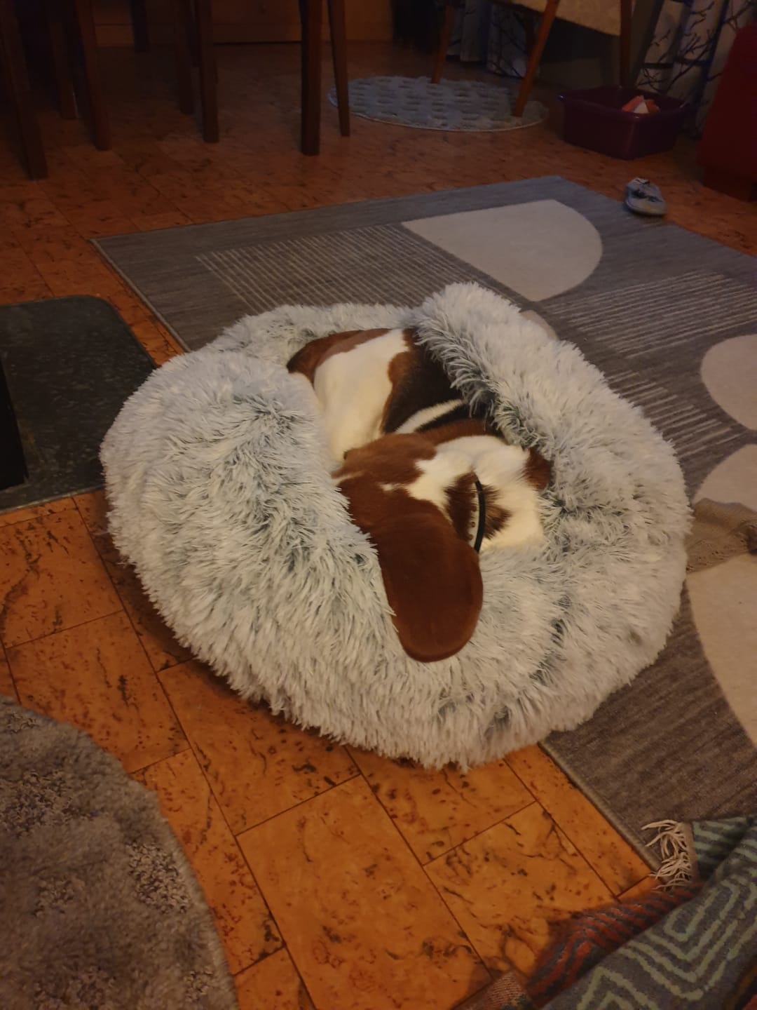 Customer photo review of CozyCave™ peti lemmikeille