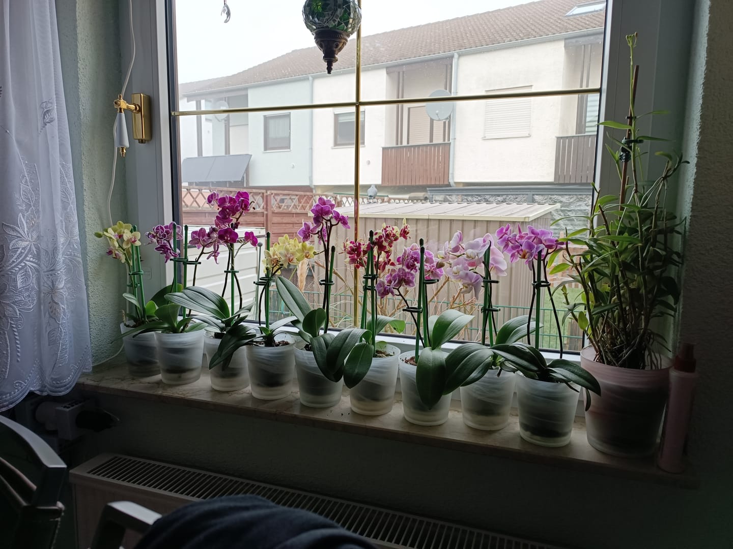 Customer photo review of Table Dance Angel Eyes mit hellrosa Blüten und 2 Rispen