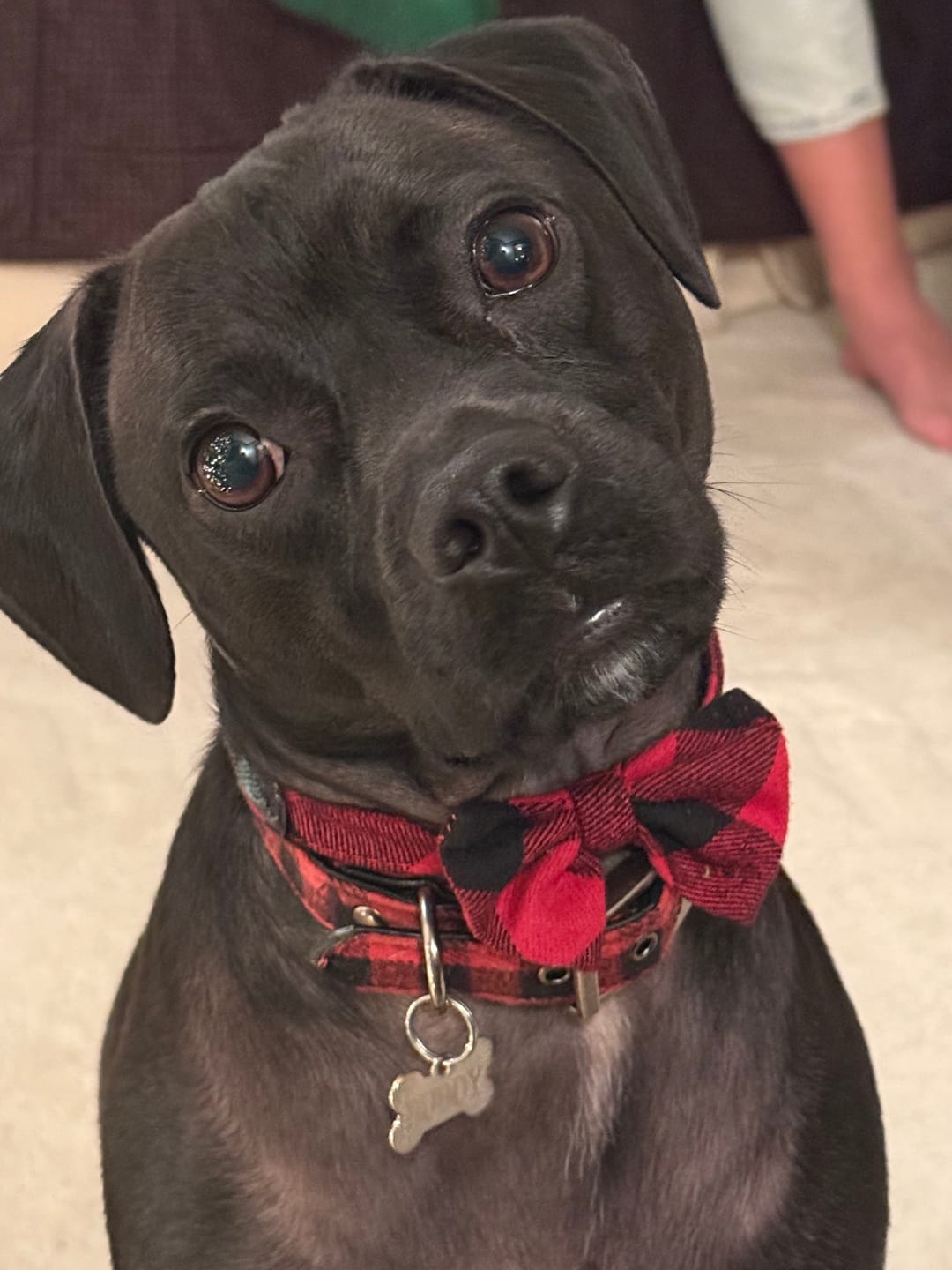 Customer photo review of Salmon Treats