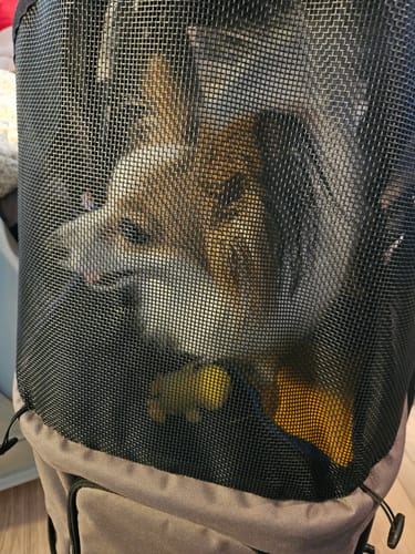 Customer photo review of Premium Cozy lemmikkirattaat