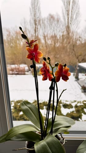 Customer photo review of Große Two of Us Duftorchidee Bolgheri mit orangen Blüten und 3 Rispen