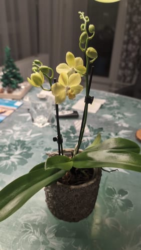 Customer photo review of Table Dance La Paz mit gelben Blüten und 2 Rispen