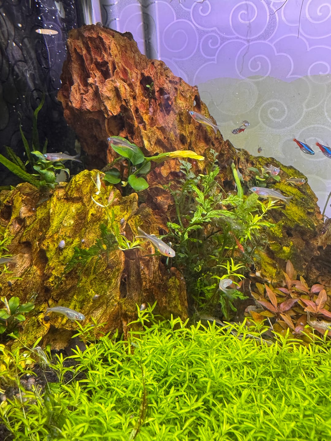 Customer photo review of Forktail Rainbowfish "NEW"