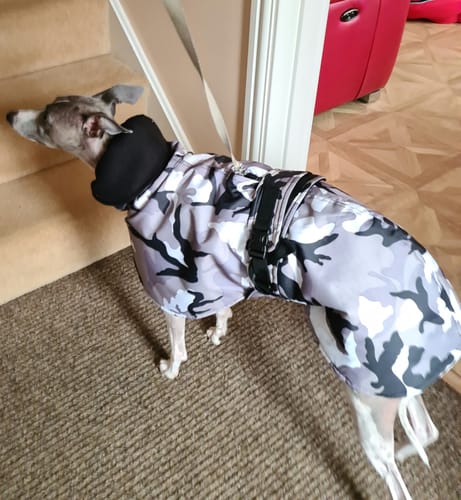 Customer photo review of Camouflage Felton - Sighthound Coat with Underbelly and Harness Hole