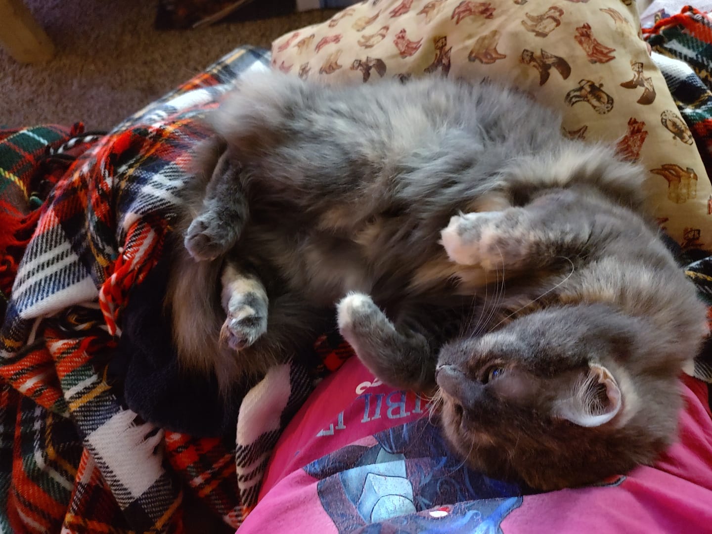 Customer photo review of Royal Canin Veterinary Diet - Feline Urinary SO + Calm Canned Cat Food 3 oz.