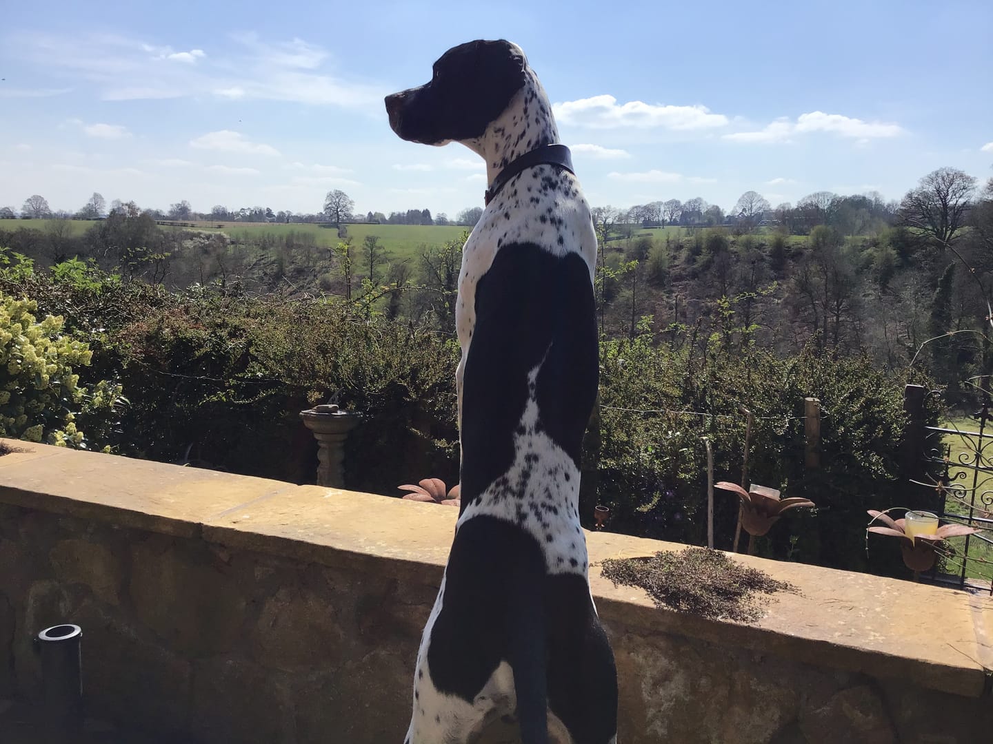 Customer photo review of Dog Gel