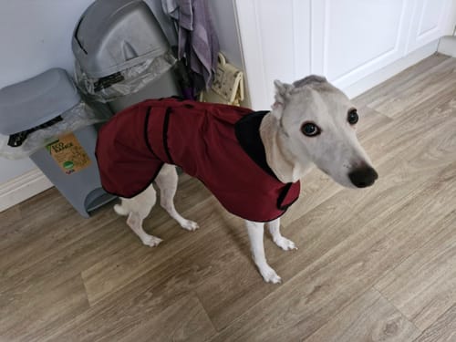 Customer photo review of Regna - Lightweight Summer Sighthound Coat with Harness Hole Zip
