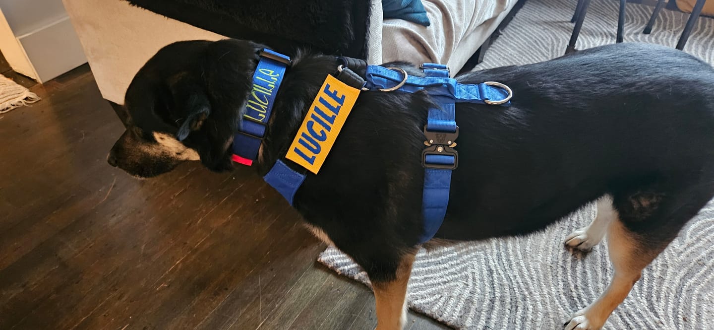 Customer photo review of 1.5" Tacti Slim Dog Collar - Cobalt