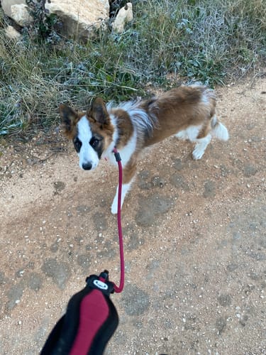 Customer photo review of Slip Training Lead | Anti Pull & No Choking -  Burgundy