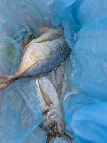 Customer photo review of 5KG Whole NZ Trevally Frozen