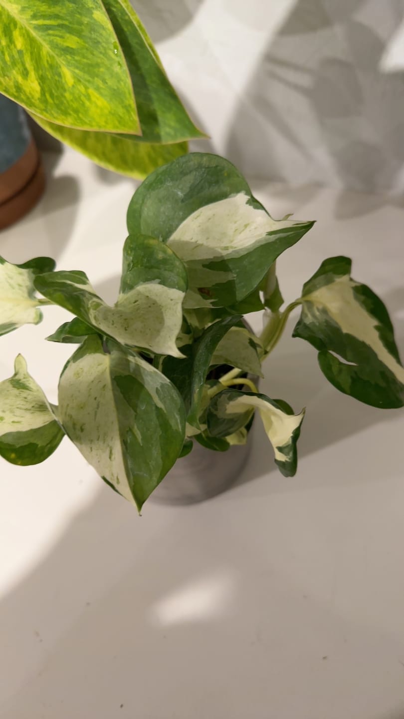 Customer photo review of Pothos Epipremnum aureum 'Manjula'
