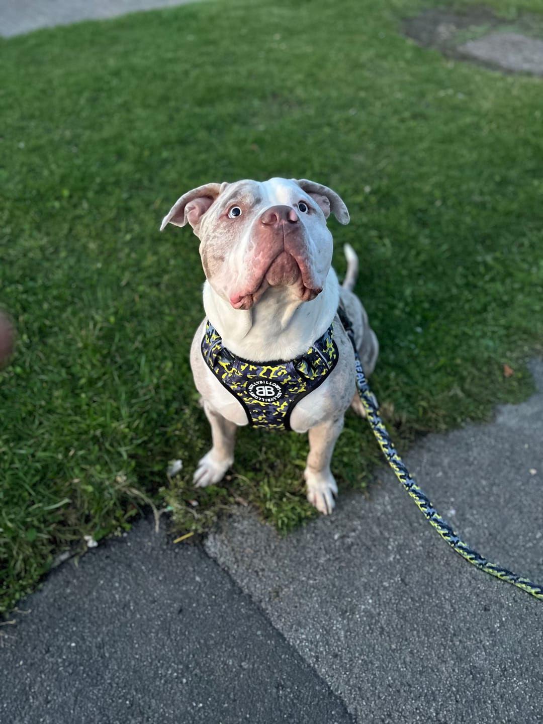 Customer photo review of Comfort Premium Harness | Non Restrictive - Lightning