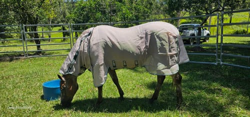 Customer photo review of Rambo Flybuster Vamoose NFZ