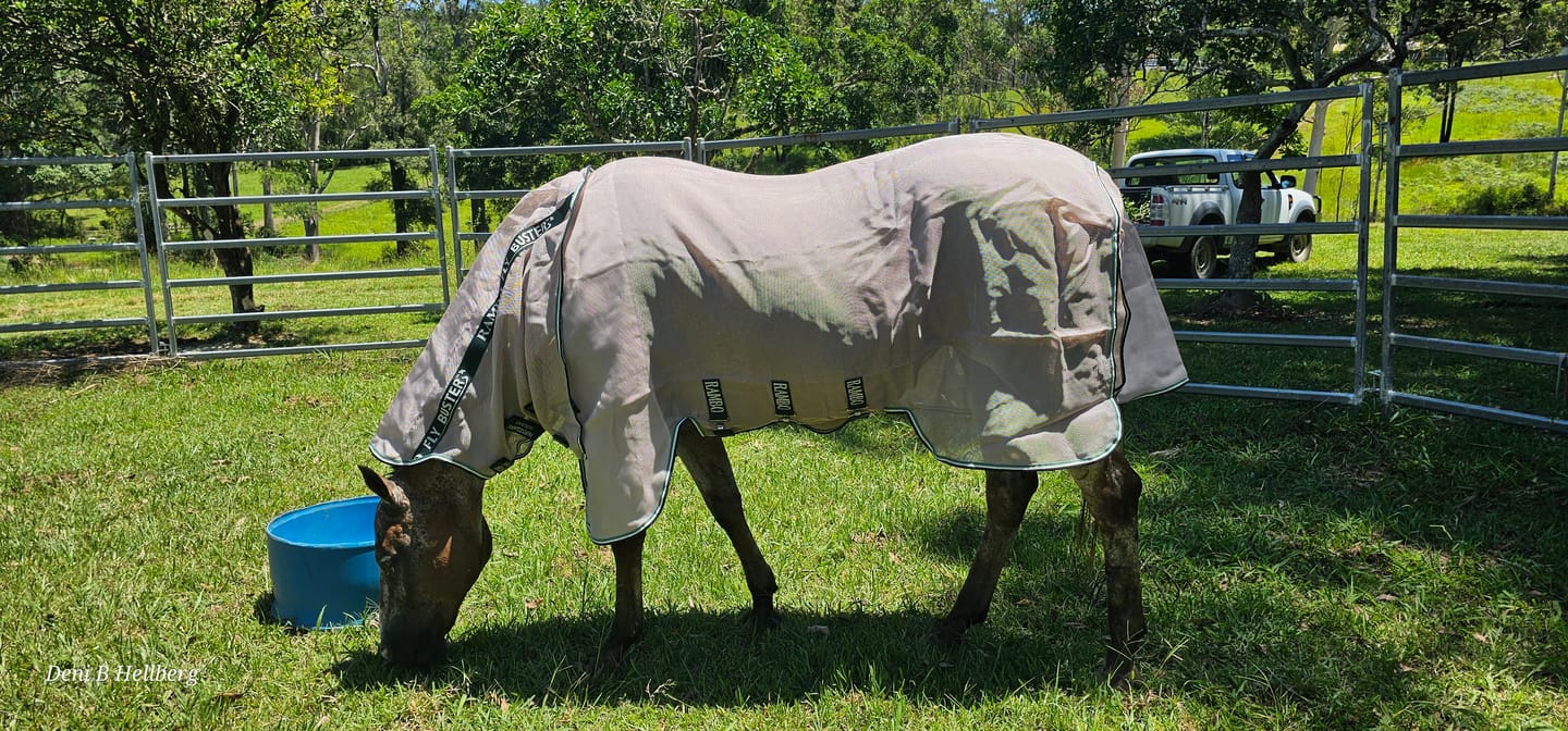 Customer photo review of Rambo Flybuster Vamoose NFZ
