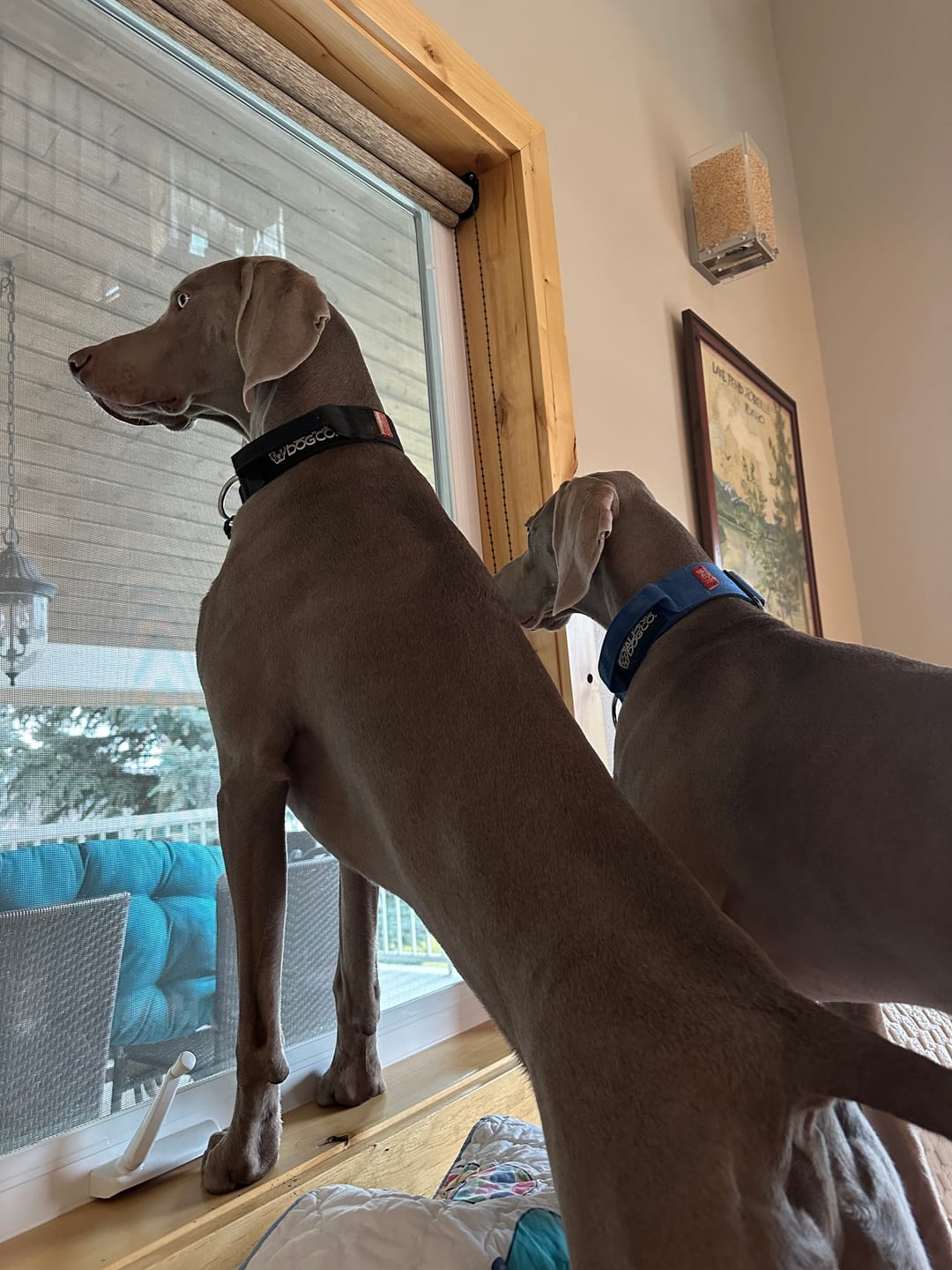 Customer photo review of 1.5" Tacti Slim Dog Collar - Cobalt