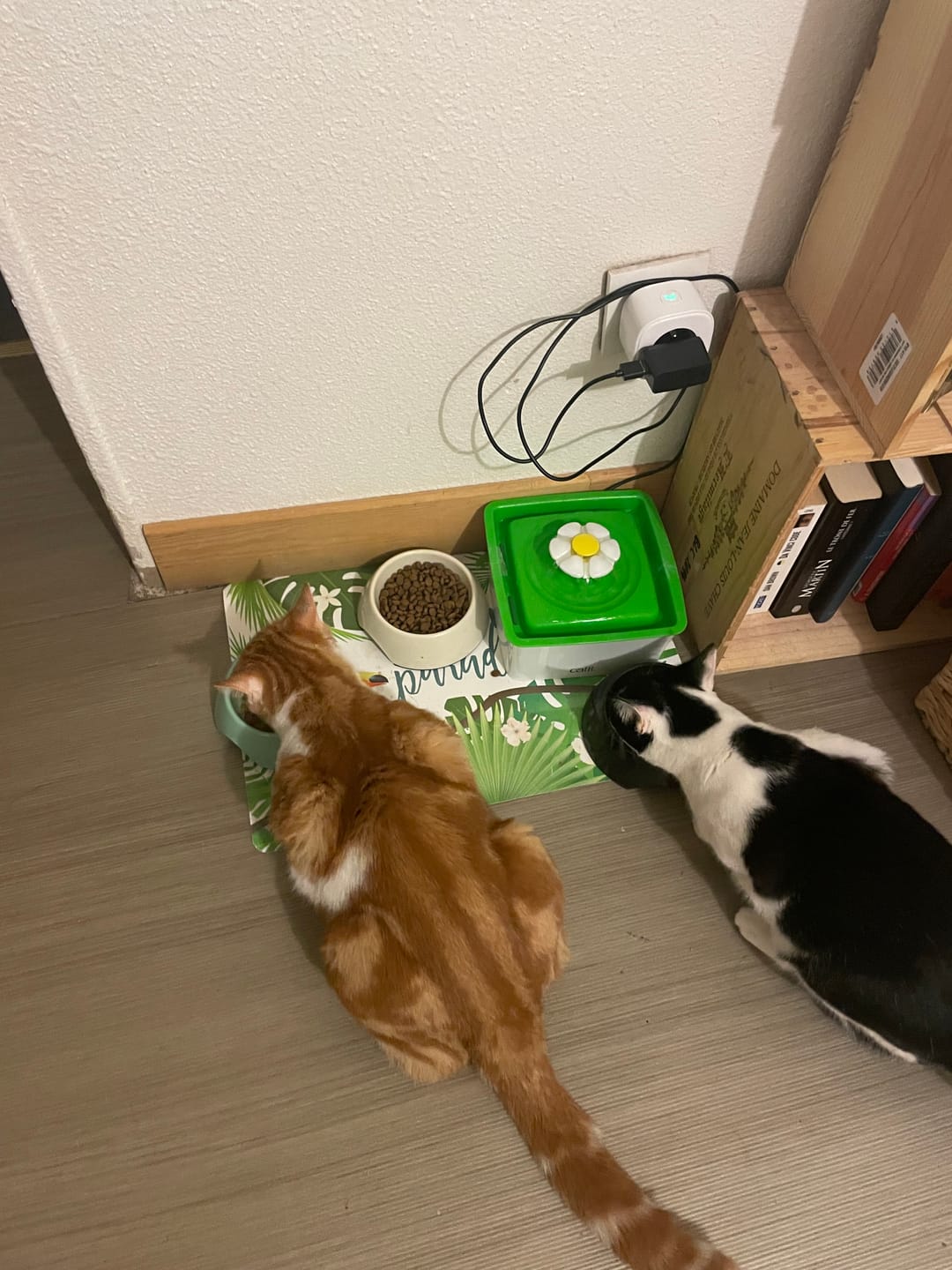 Customer photo review of Sauce au poulet aromatisée au cheddar (chat adulte)