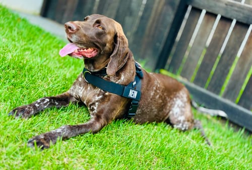 Customer photo review of Walk Essentials