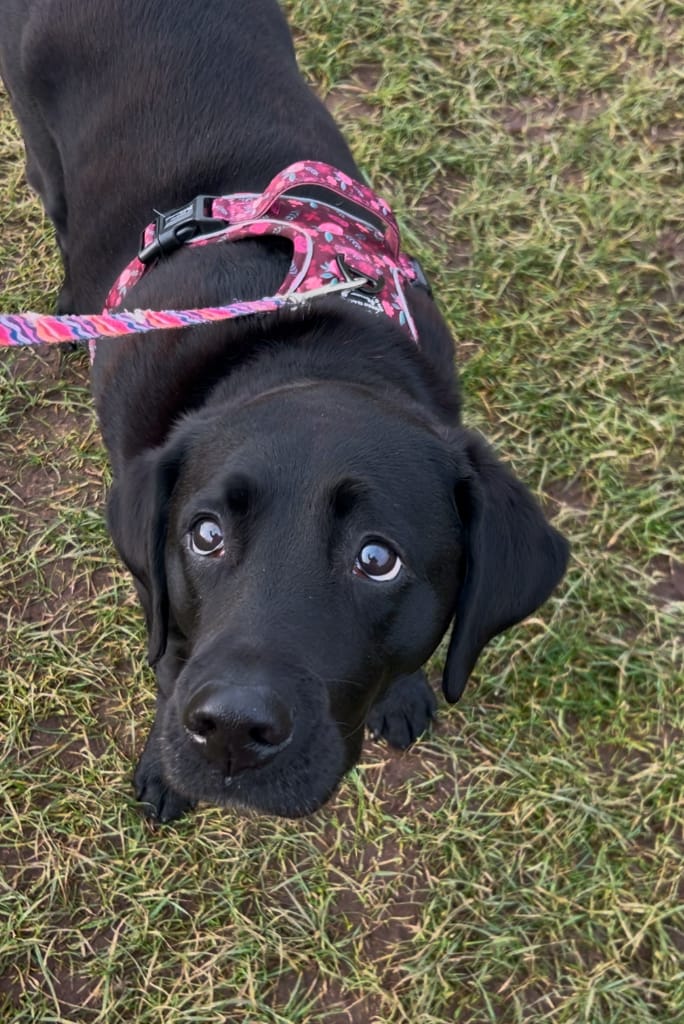 Customer photo review of Tough Trails™ Harness - Mable's Meadow