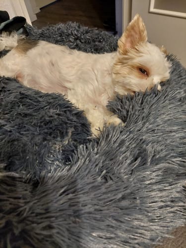 Customer photo review of Puppery Hundebett Wolke 7 - Das Original