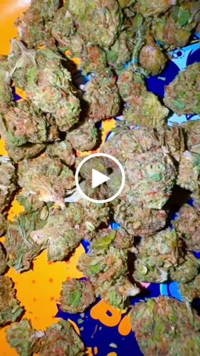 Customer video review of Greenhouse Smalls