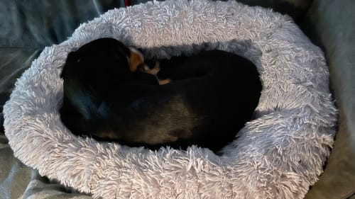 Customer photo review of Puppery Hundebett Wolke 7 - Das Original