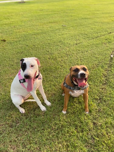 Customer photo review of Walk Essentials