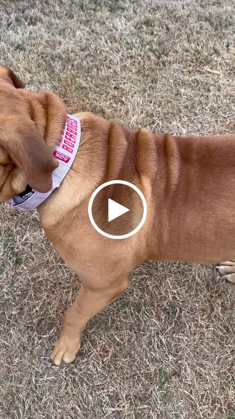 Customer video review of 2" Tacti Luxe Dog Collar - Gold Noir