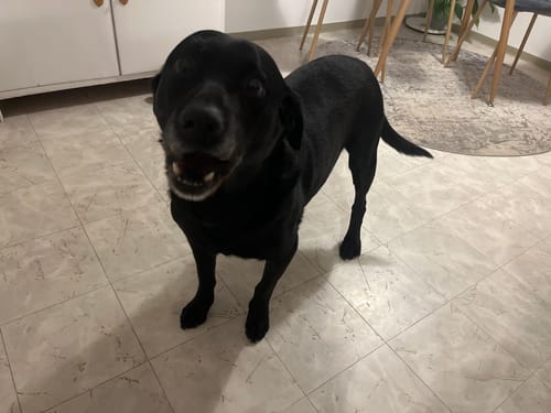 Customer photo review of Forever Young