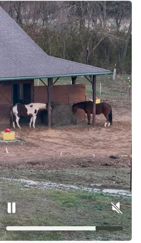 Customer photo review of Hay Chix® Large Bale Net - 5'   "The Goldilocks"