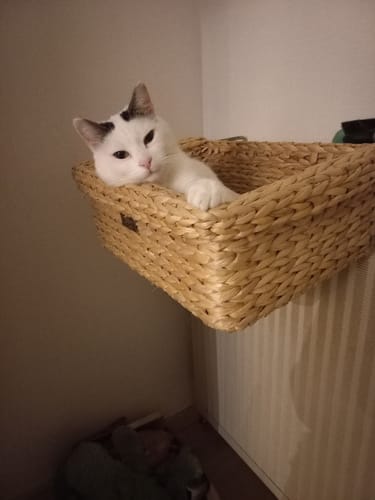 Avis photo d'un client sur Croquettes Chat Stérilisé Sans Céréales - Poulet