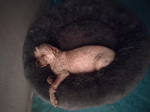 Customer photo review of Cama Antiestrés Para Perros