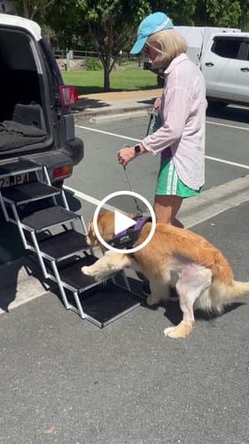 Customer video review of PaWz Foldable Aluminum Pet Steps
